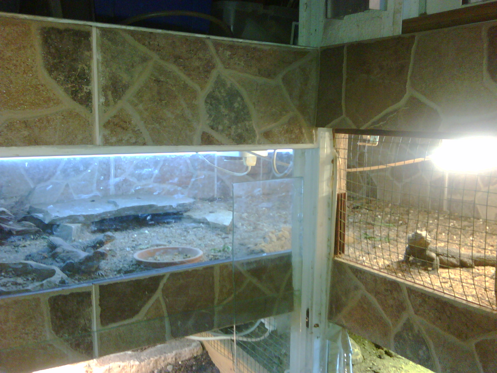 terrario trio dispar.jpg