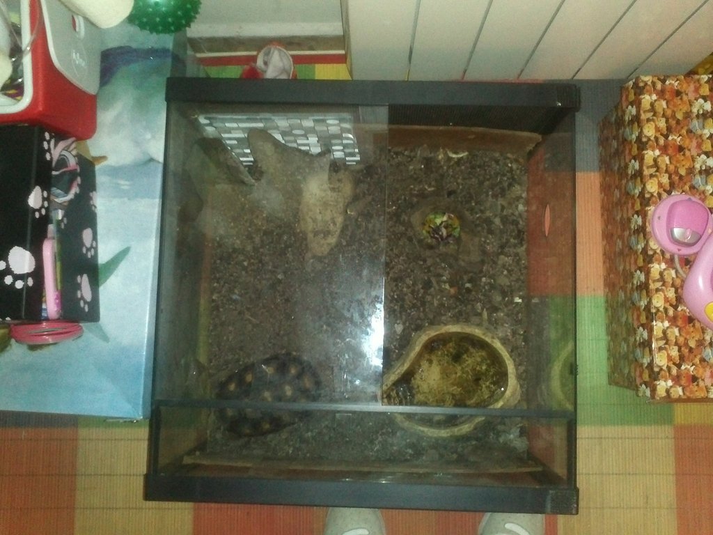 terrario y utensilios