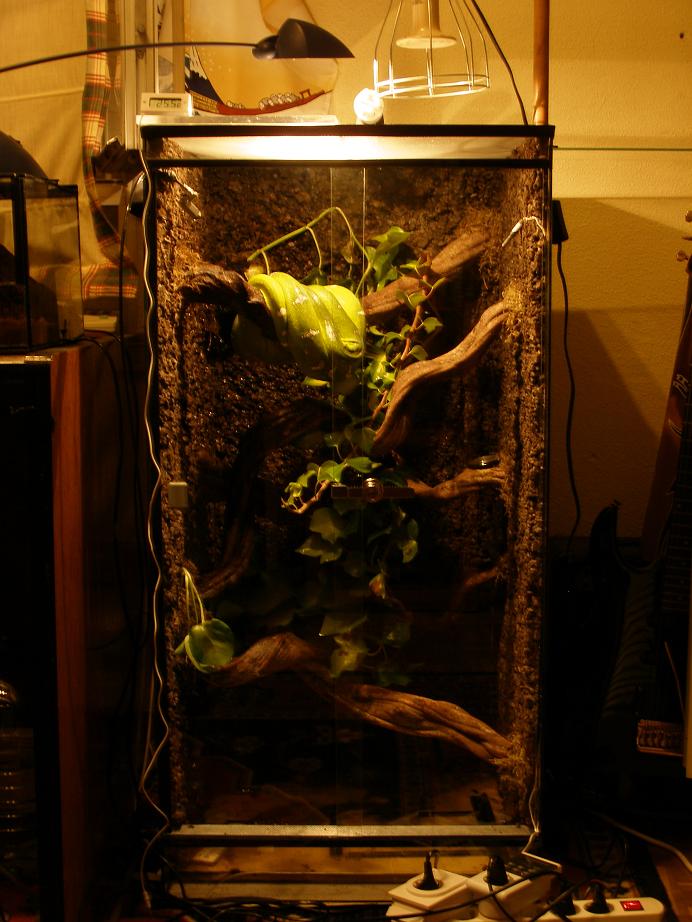 terrario2.JPG