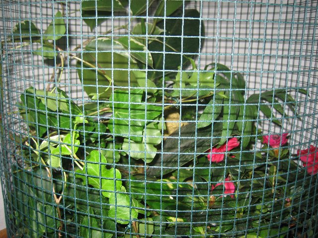 Terrario_Camaleon (53).JPG