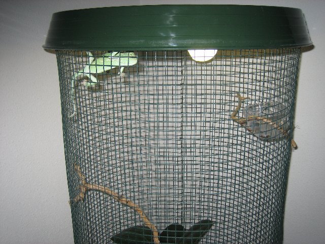 Terrario_Camaleon (54).JPG