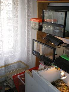 Terrarios Eublepharis, G.pardalis y alimento.JPG