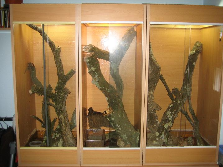 terrarios rhacos2.jpg