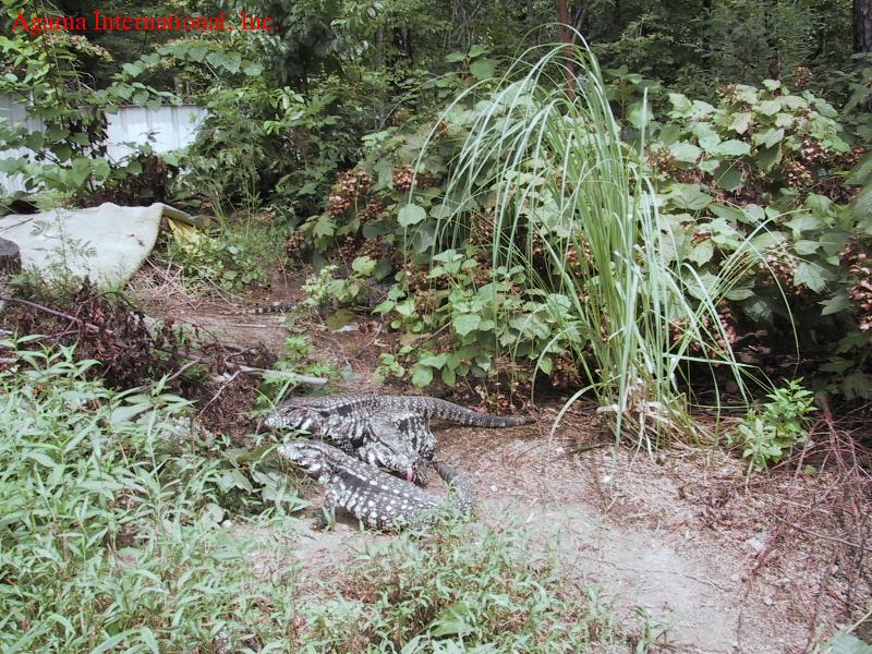 Terrarios - Tupinambis merianae