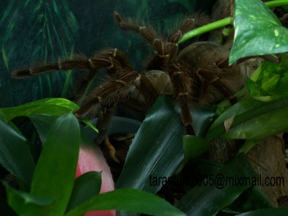 Terrarium Theraphosa1.JPG