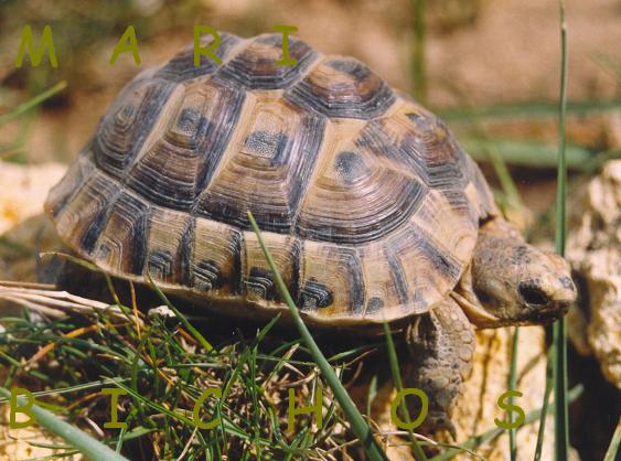 Testudo g..jpg