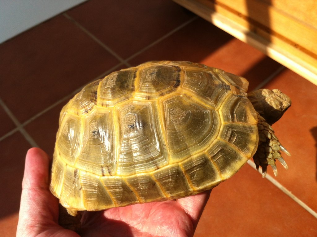 Testudo Graeca Golden
