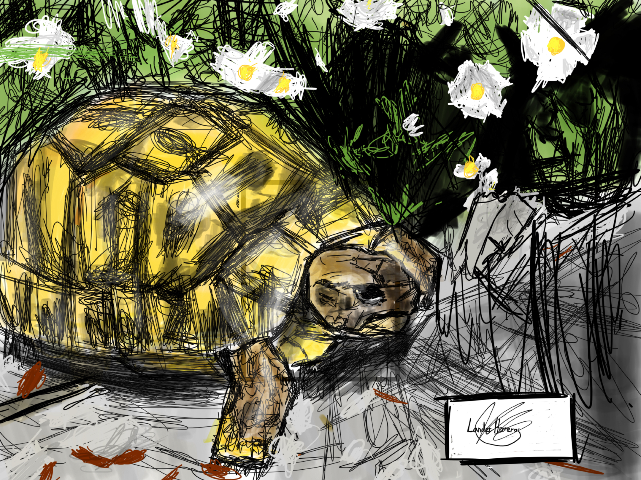 Testudo hermanni hermanni. Apple Pencil