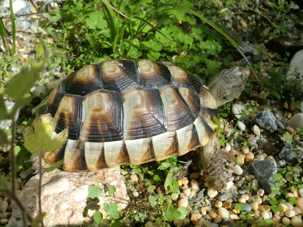 Testudo Marginata Weissingeri