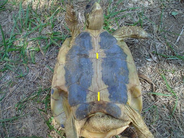testudohermannihermanni.jpg