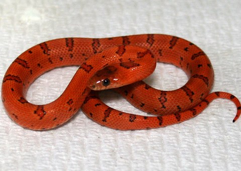 thayeri aberrante.jpg