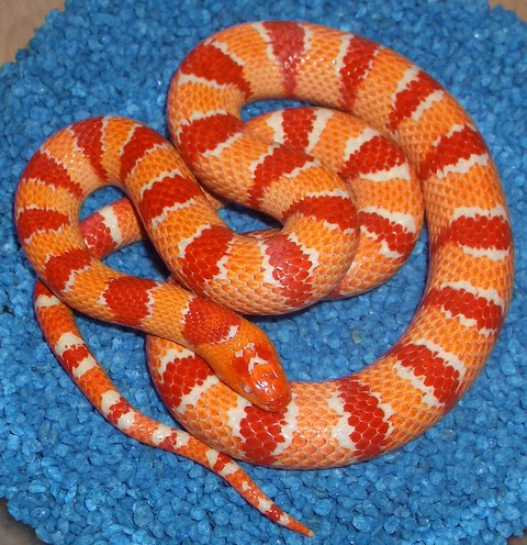 thayeri albina 2.jpg