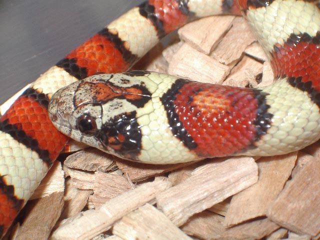 Thayeri cabeza mayo'09.jpg