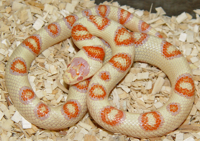 THAYERI KINGSNAKE X NELSONS MILKSNAKE 2