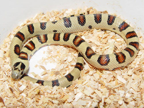 THAYERI KINGSNAKE X NELSONS MILKSNAKE 3
