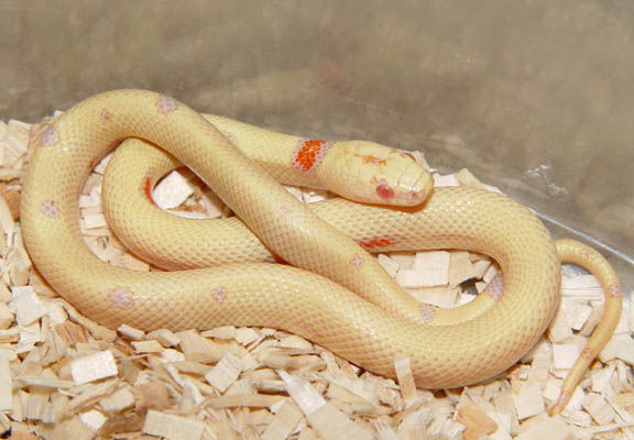 THAYERI KINGSNAKE X NELSONS MILKSNAKE