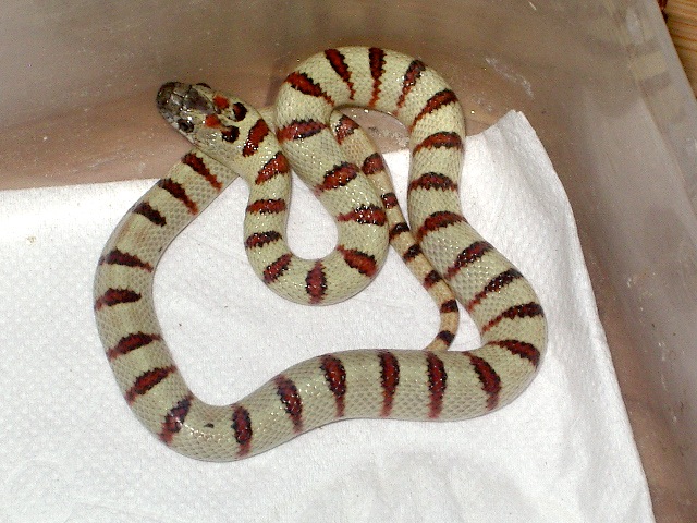 thayeri leonis hembra nov'11