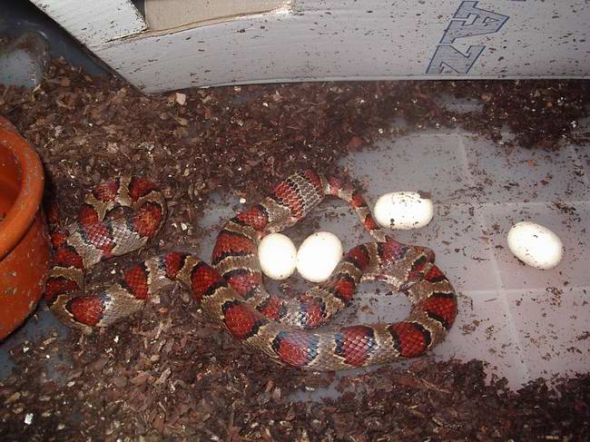 Thayeri puesta 3.JPG