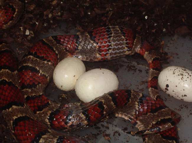 Thayeri puesta 4.JPG