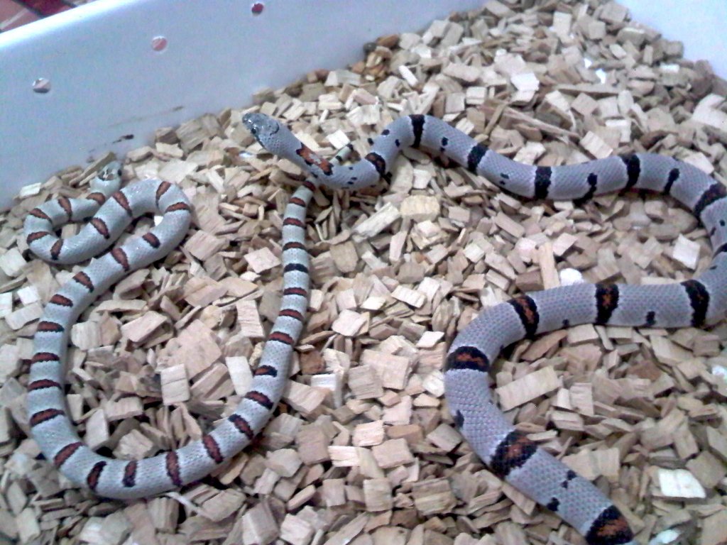 thayeri Vs alterna 1