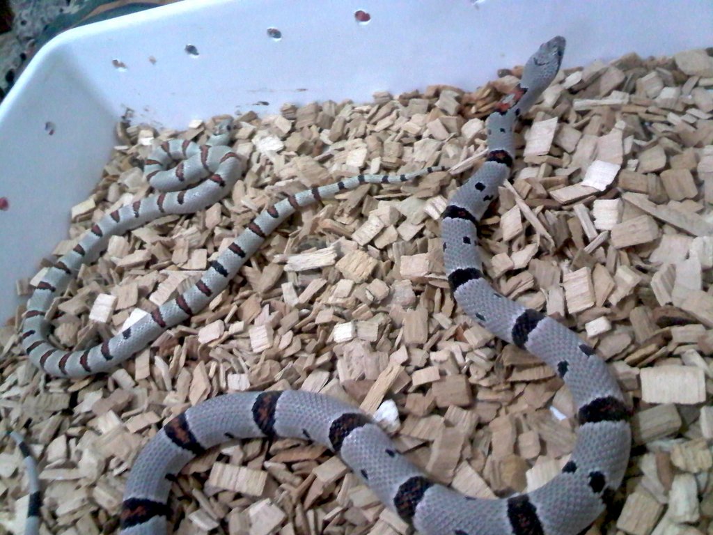 thayeri Vs alterna 2