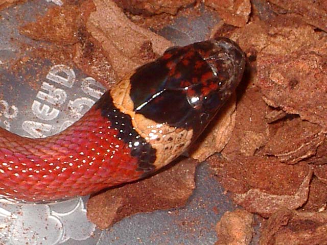 Thayeri x mex x ruthveni 2 cabeza.JPG