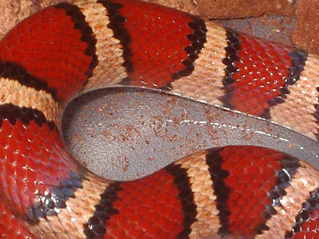 Thayeri x mex x ruthveni 2 cuerpo.JPG