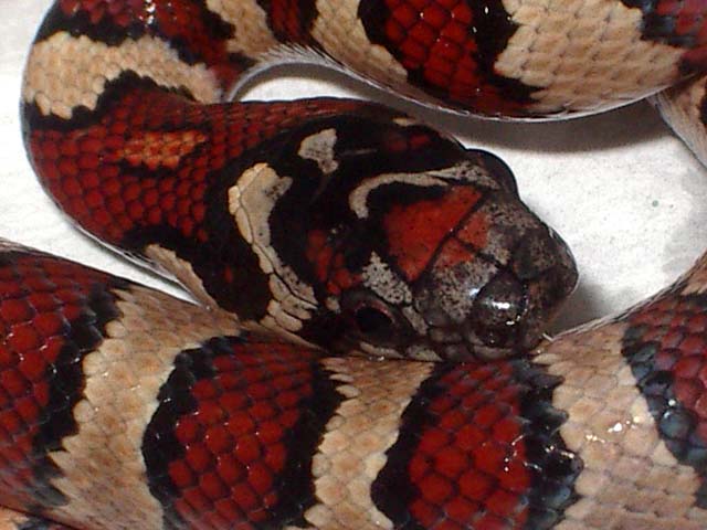 Thayeri x mex x ruthveni x alterna 1 cabeza.JPG