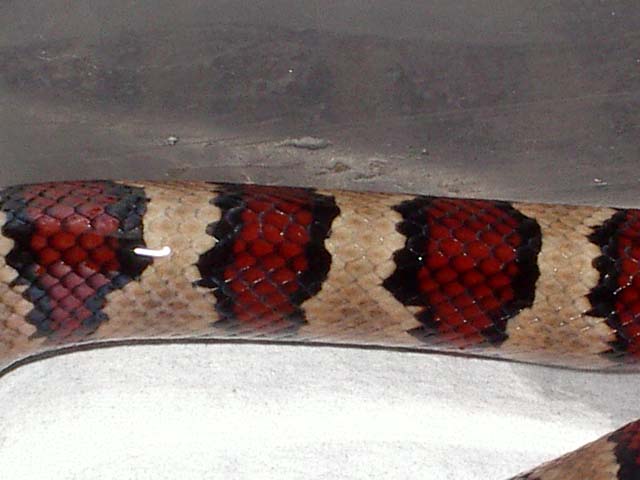 Thayeri x mex x ruthveni x alterna 1 cuerpo.JPG