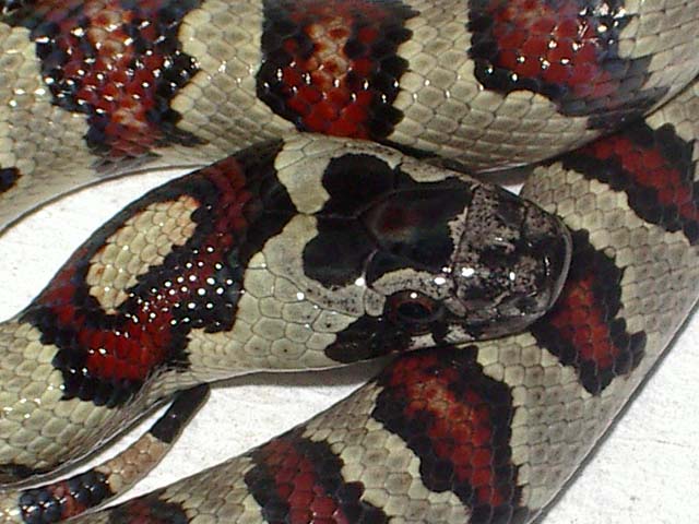 Thayeri x mex x ruthveni x alterna 2 cabeza.JPG