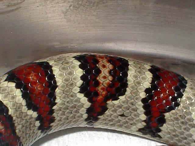 Thayeri x mex x ruthveni x alterna 2 cuerpo.JPG