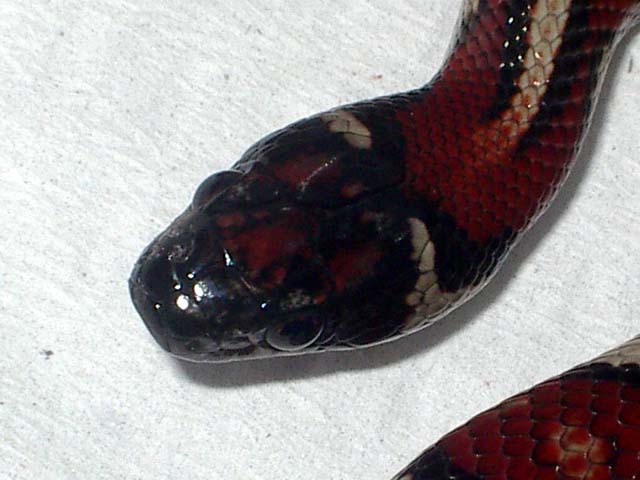 Thayeri x mex x ruthveni x alterna 3 cabeza.JPG