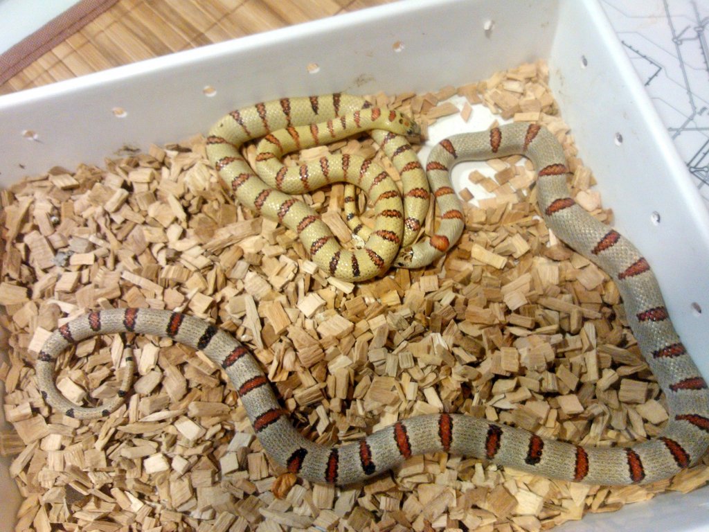 Thayeris leonis Grey+lemon 2