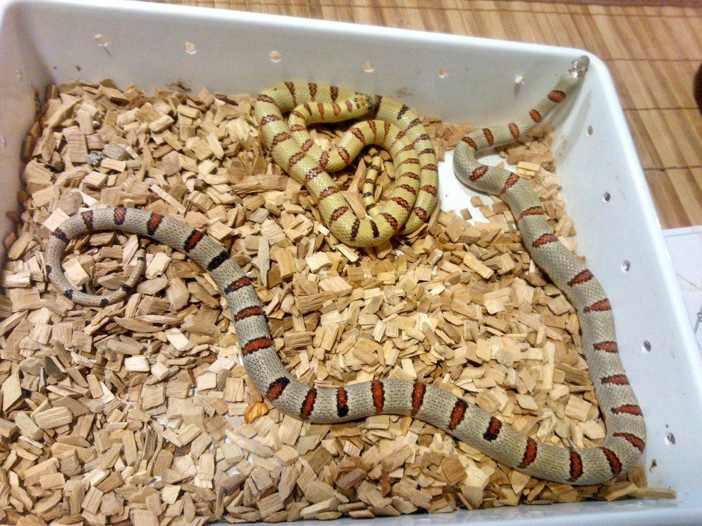 Thayeris leonis Grey+lemon