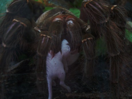 Theraphosa blondi  zum versenden.bearbeitet 2.JPG