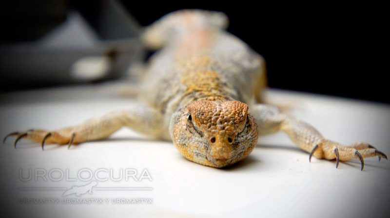 Thomasi hembra sub 01