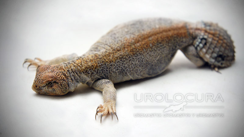 Thomasi hembra sub 03