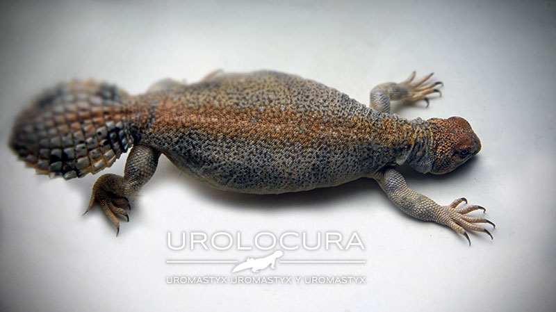 Thomasi hembra sub 04