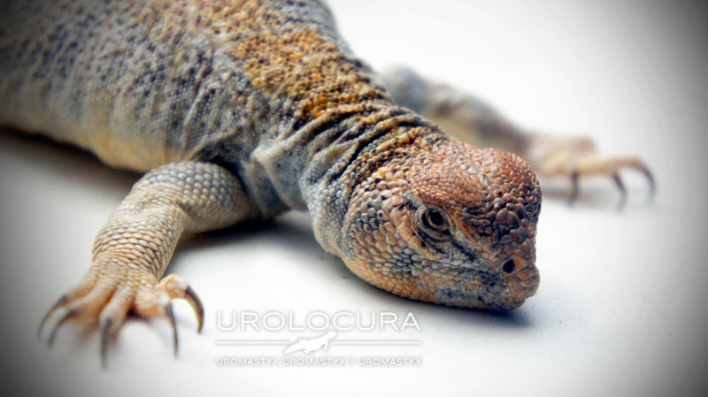 Thomasi hembra sub 05