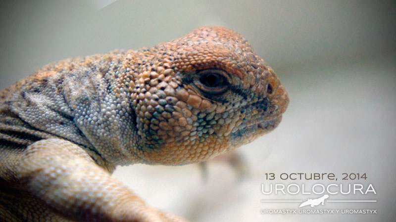 Thomasi hembra sub 06