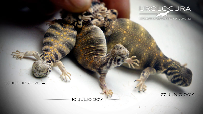 thomasi varios fecha 00