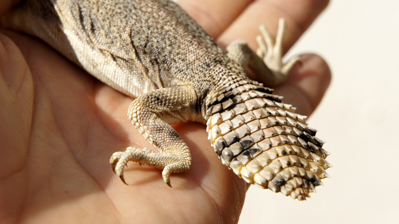 Thomasis h recupera 01