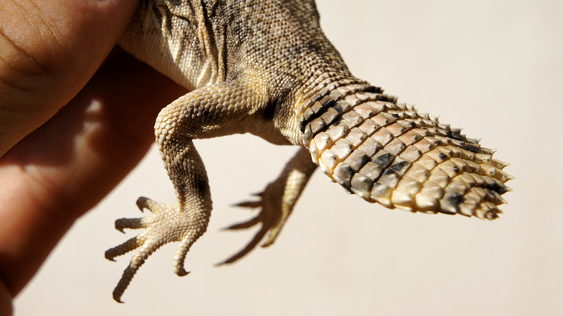 Thomasis h recupera 02