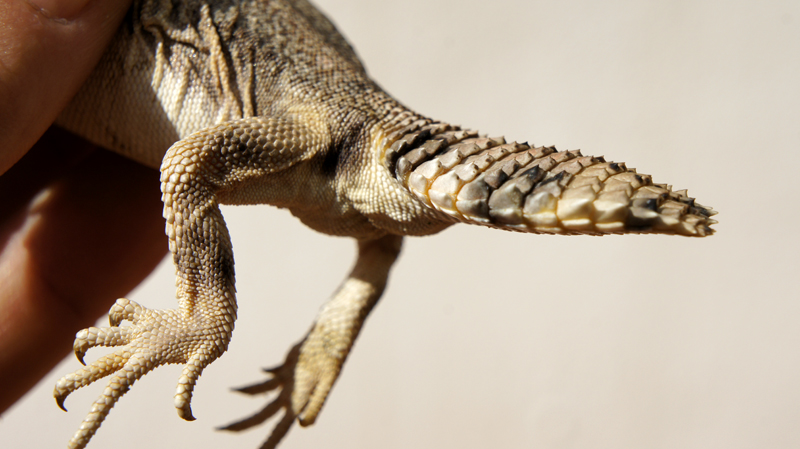 Thomasis h recupera 03