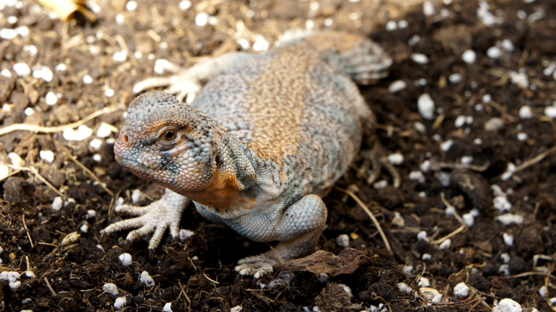 Thomasis m recupera 03