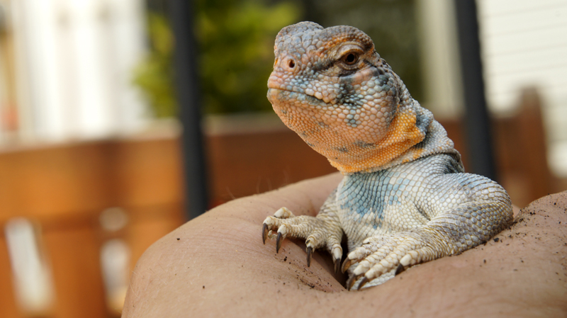 Thomasis m recupera 04