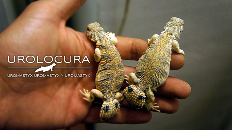 thomasis urolocura 2013