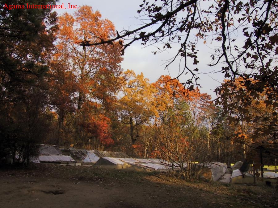 Tiempo Agama International