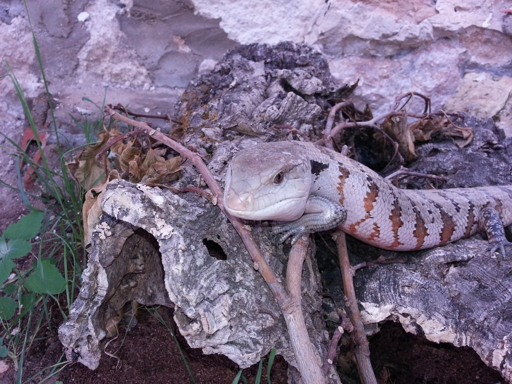 Tiliqua  'Irian Jaya'