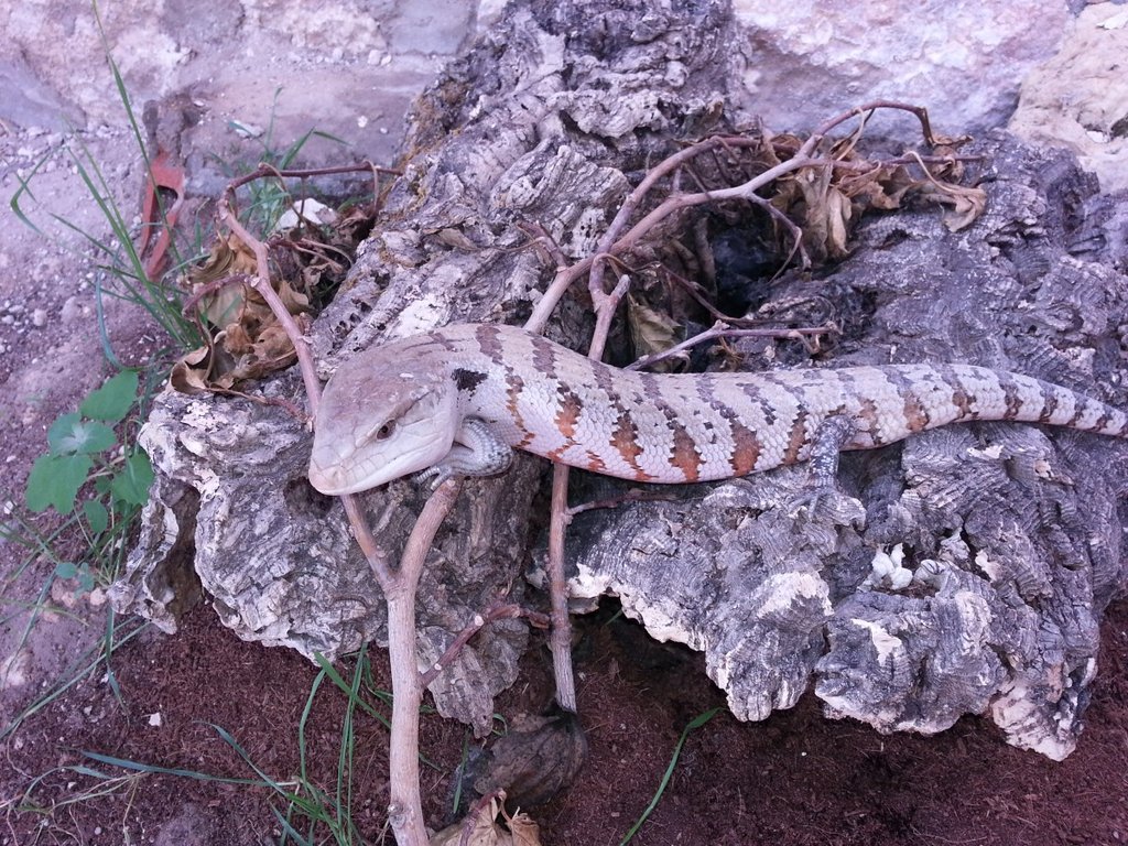 Tiliqua  'Irian Jaya'